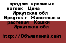 продам  красивых котеек › Цена ­ 2 000 - Иркутская обл., Иркутск г. Животные и растения » Кошки   . Иркутская обл.